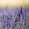 Lavender Wearable Aromatherapy